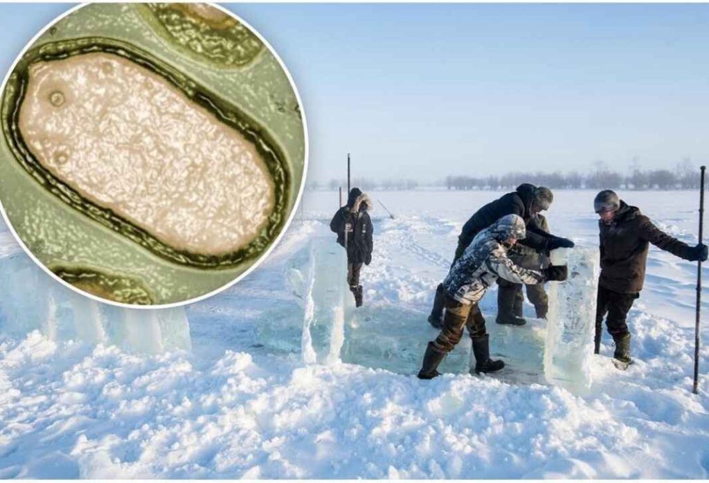 scientist revive zombie viruses in siberian ice 1